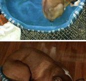 Baby Boxer Outgrowing His Bed