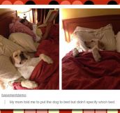 Putting The Dog To Bed