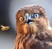 An Eagle Surprised By A Hornet