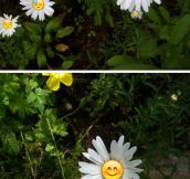 Emoji Daisies