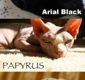 Fonts As Cats