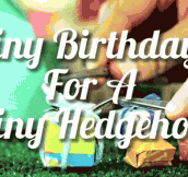 Hedgehog Birthday