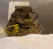 If You Feel Sad Right Now Look At This Bunny Eating A Flower