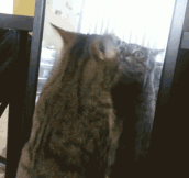 Cat Vs. Mirror