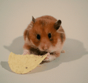 A Hamster Destroying A Tortilla Chip