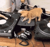 DJ Kitties