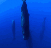 These Huge Whales Sleep Straight Up And Down