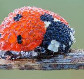 Ladybug Covered In Dew