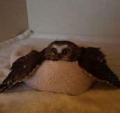 Owl In A Towel