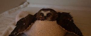 Owl In A Towel