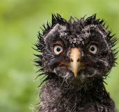 A Wet Owl