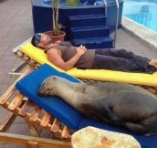 This Sunbed Is Seal Approved
