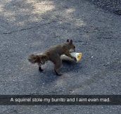 Burrito Stealing Squirrel