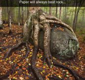 Paper Beats Rock