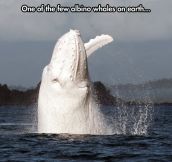 Australian Albino Whale