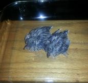 Couple Found Two Orphan Baby Birds In Their Yard, They Raised Them And Even Gave Them Flying Lessons