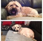 18 Dogs That Got Appearance-Altering Haircuts