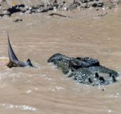 A Crocodile vs a Shark (5 Pics)