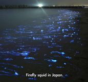 Japanese Glowing Squids