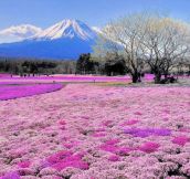Japan’s Beautiful Flower Fields