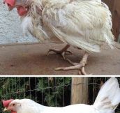 This Is What Stress Does To A Chicken