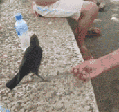 Crow Asks For Water