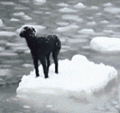 Dog Left Stranded On Ice Sheet In Russia Saved By Sailors
