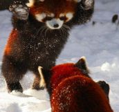 Just Some Red Pandas Playing In The Snow