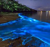 Beautiful Blue Bioluminescence
