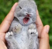 Fluffy Newborn Bunny