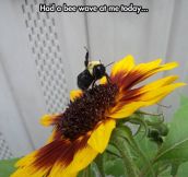 Very Friendly Bee