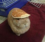 A Bunny With A Pancake On Its Head