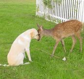 A Dog And A Deer Being Bros