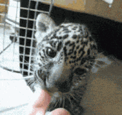 A Jaguar Cub Chewing On A Finger