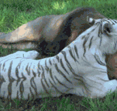 A Tiger Being Really Nice To A Lion