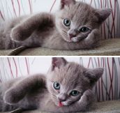 The Cutest Little Kitty