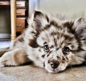 Australian Shepherd Husky Puppy