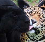 Jaguar Licking Black Panther’s Face