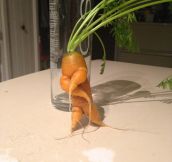 He Doesn’t Carrot-All