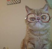 This Cat Was Born To Wear Those Glasses