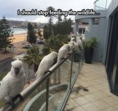 Cockatoos Are Ready For Their Treats