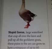 The Real Truth About Geese