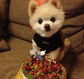 Pomeranian Birthday
