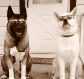 Good Looking Dogs