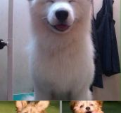 The Best Smiling Dogs On The Internet