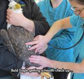 How Eagles Get Medical Attention