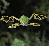 The Flying Frog