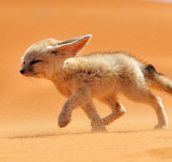Desert Foxes Deserve More Recognition
