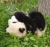 Baby Panda Rolling