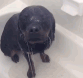 This Dog Is Loving The Shower
